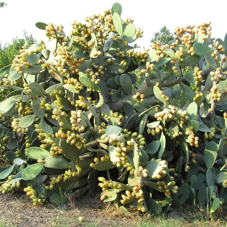 3,5 Dal Mare Bari Sardo
